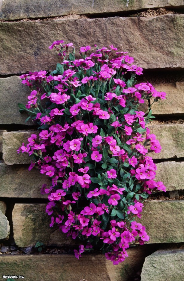 ออเบรต้าสีแดง - Red Aubreta