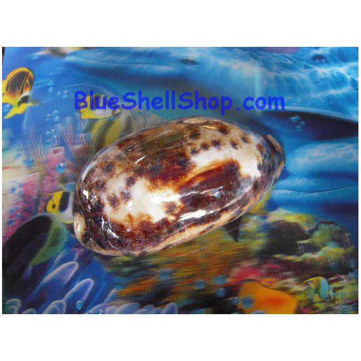 หอยเบี้ยใหญ่