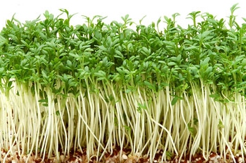 เครสใบหยัก - Curled Cress