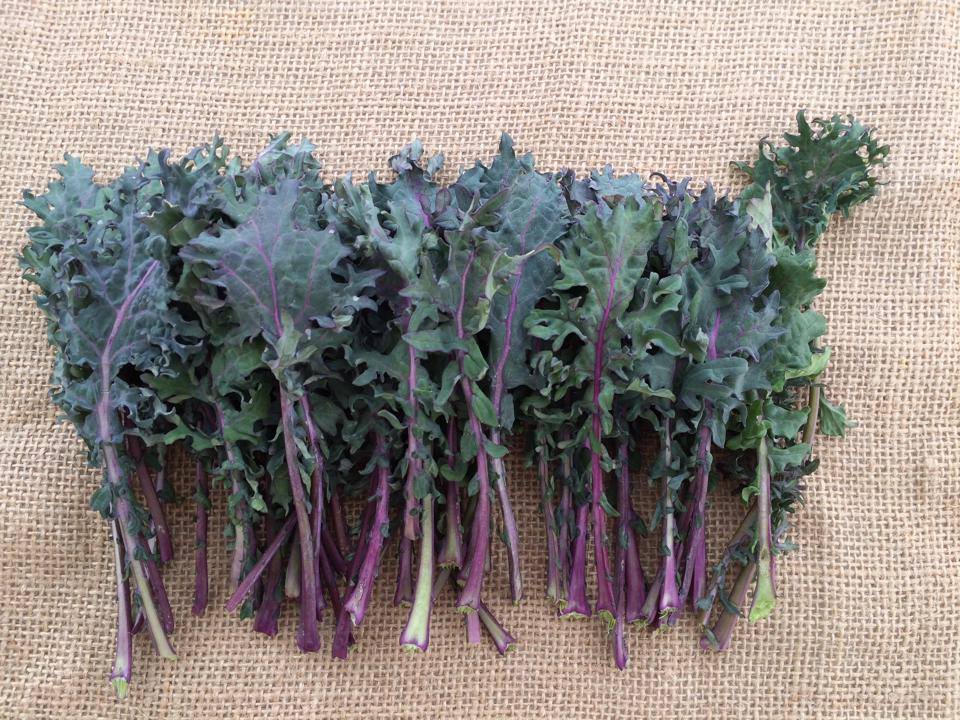 เคลรัสเซียสีแดง - Red Russian Kale