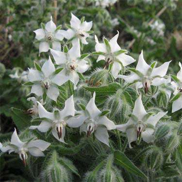 โบราจขาว - White Borage