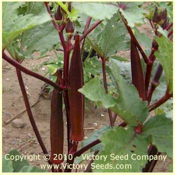 กระเจี๊ยบมอญสีแดง - Burgundy Okra