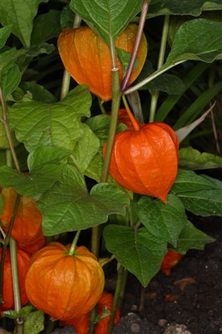 โคมไฟจีน - Physalis alkekengi