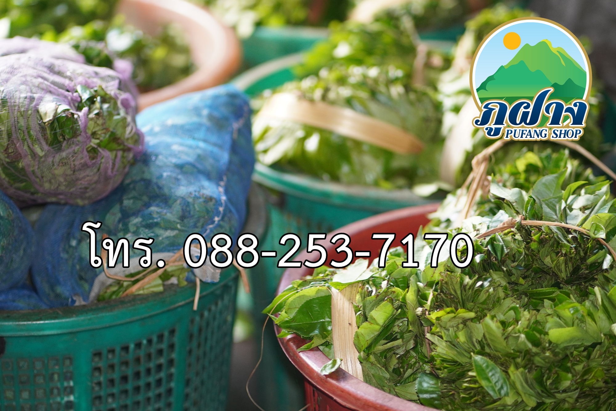 เมี่ยงหมัก ใบชาหมัก 1 มัด น้ำหนัก 500 กรัม (เมี่ยงส้ม รสฝาด) Fermented tea leaves ชาหมัก ส่งจากผู้ผลิตโดยตรง เมี่ยง..ชาป่าหมัก ของว่างโบราณยับยั้งมะเร็ง กินเป็นของว่าง เคี้ยวเล่นเพลินๆ เป็นของกินเล่นของคนภาคเหนือ