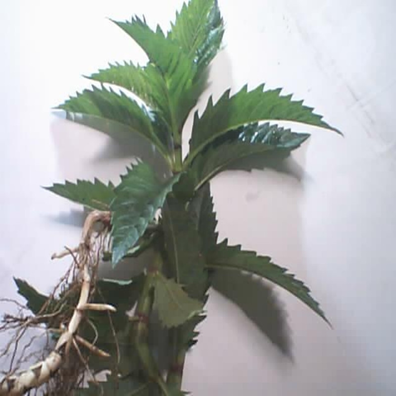 รากถั่วถังเช่า - Stachys geobombycis