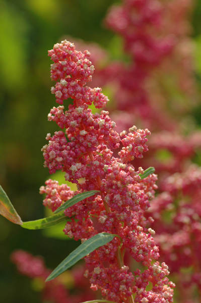 ควินัวสีชมพู - Cherry Vanilla Quinoa