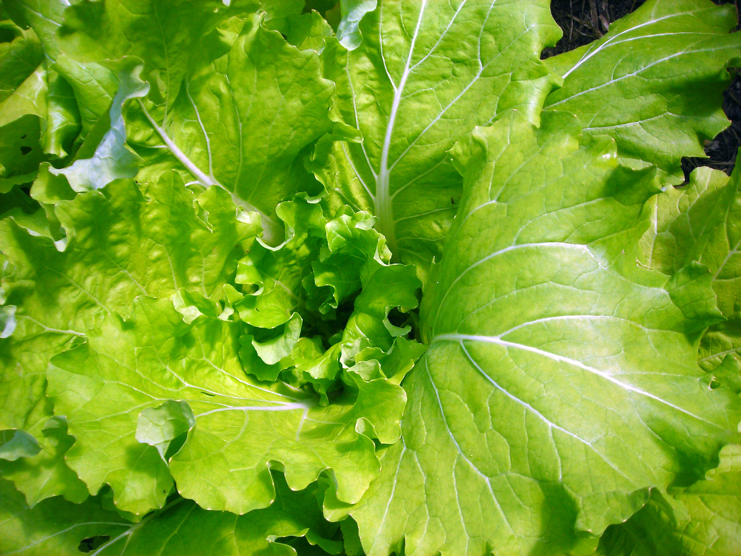 มัสตาร์ดโตเกียวเบคาน่า - Tokyo Bekana Mustard