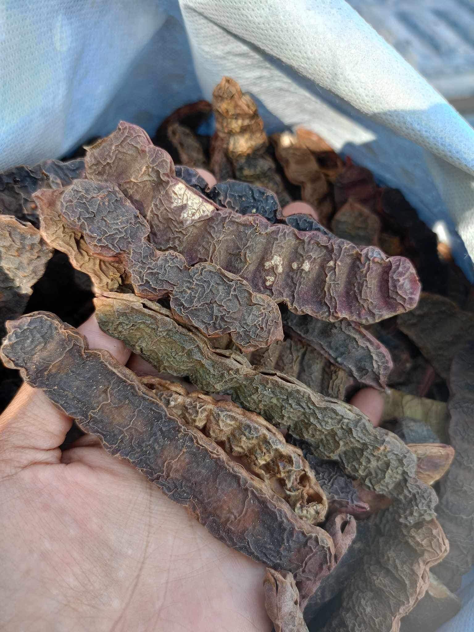 ฝักส้มป่อย 1 กิโลกรัม ส้มป่อย(แห้ง) ฝักส้มป่อย ฝักส้มป่อยแห้ง Soap Pod น้ำหนัก 1 กิโลกรัม ใช้เป็นยาแก้ไข้จับสั่นหรือไข้มาลาเรียแก้ไอขับเสมหะ แก้เสมหะ และใช้ทำน้ำมนต์ตามความเชื่อของชาวล้านนา