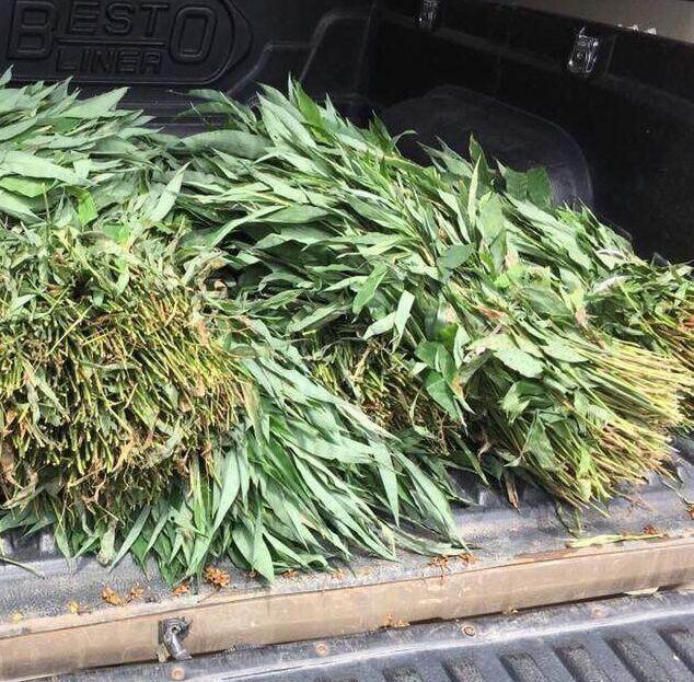 หญ้ารีแพร์ น้ำหนัก 50 กรัม 🌿 Premium Dried Repair Grass 📦 50g | Premium Grade ✨ หญ้ารีแพร์แบบอบแห้ง ชารีแพร์ Repair Grass คัดเกรด รับรองคุณภาพ🌿 အရည်အသွေးမြင့် အခြောက်ခံထားသော ပြန်လည်ပြုပြင်ရေးမြက်