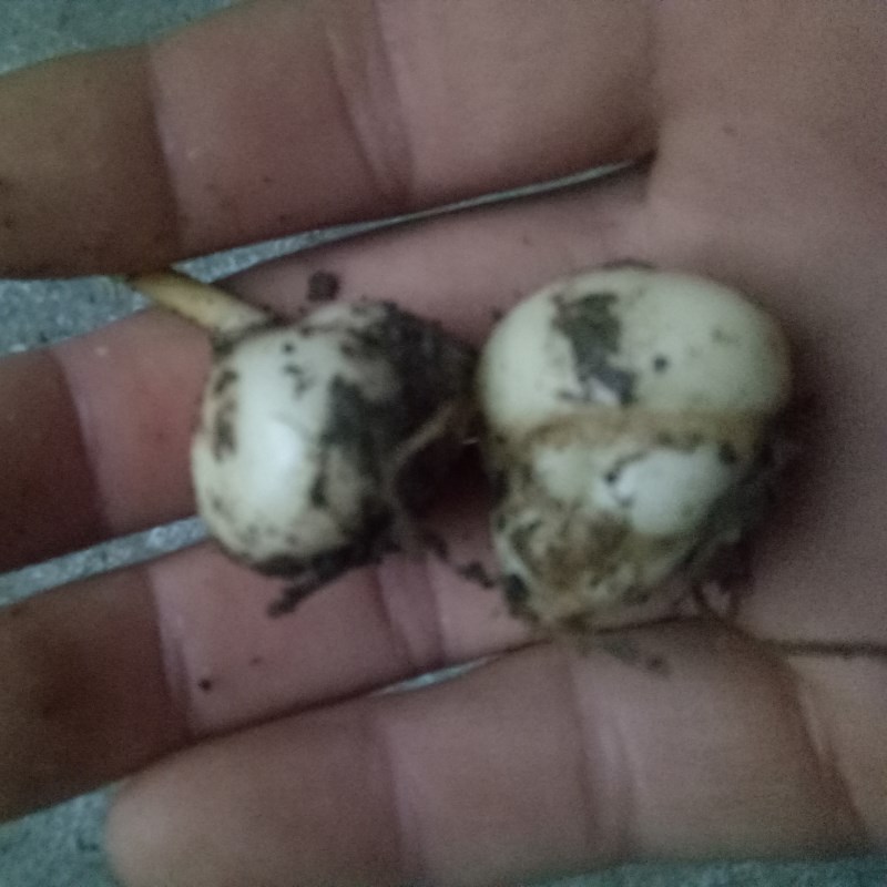 ฟริทิลลาเรียหูเป่ย์ - Fritillaria hupehensis 3 หัว (คละขนาด)