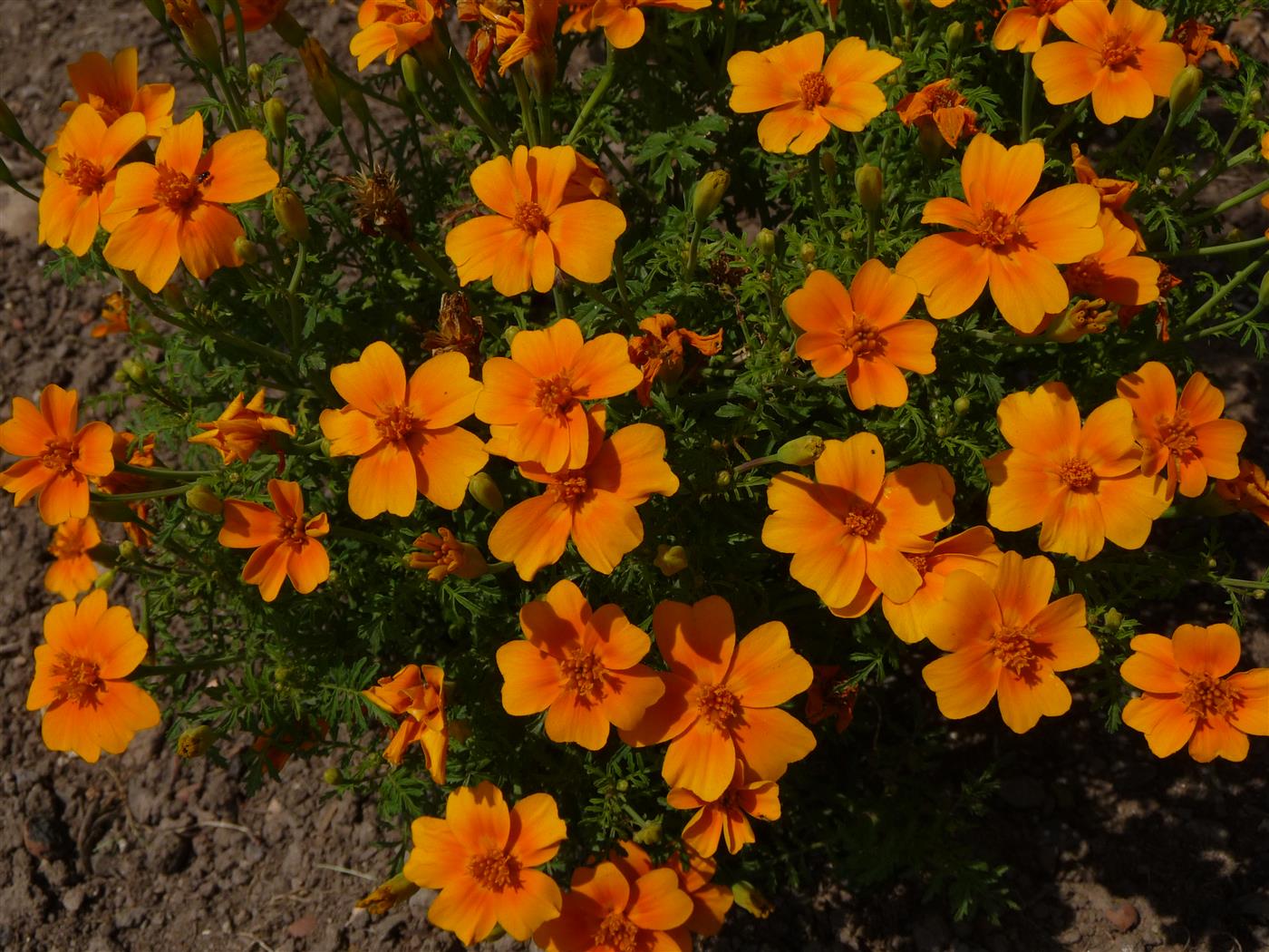 ดาวเรืองแทงเกอรีนเจ็ม - Tangerine Gem Tagetes