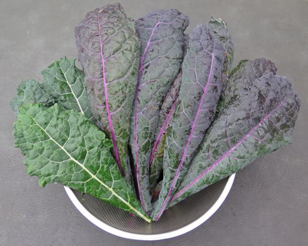 เคลแดซลิ่งบลู - Dazzling Blue Kale