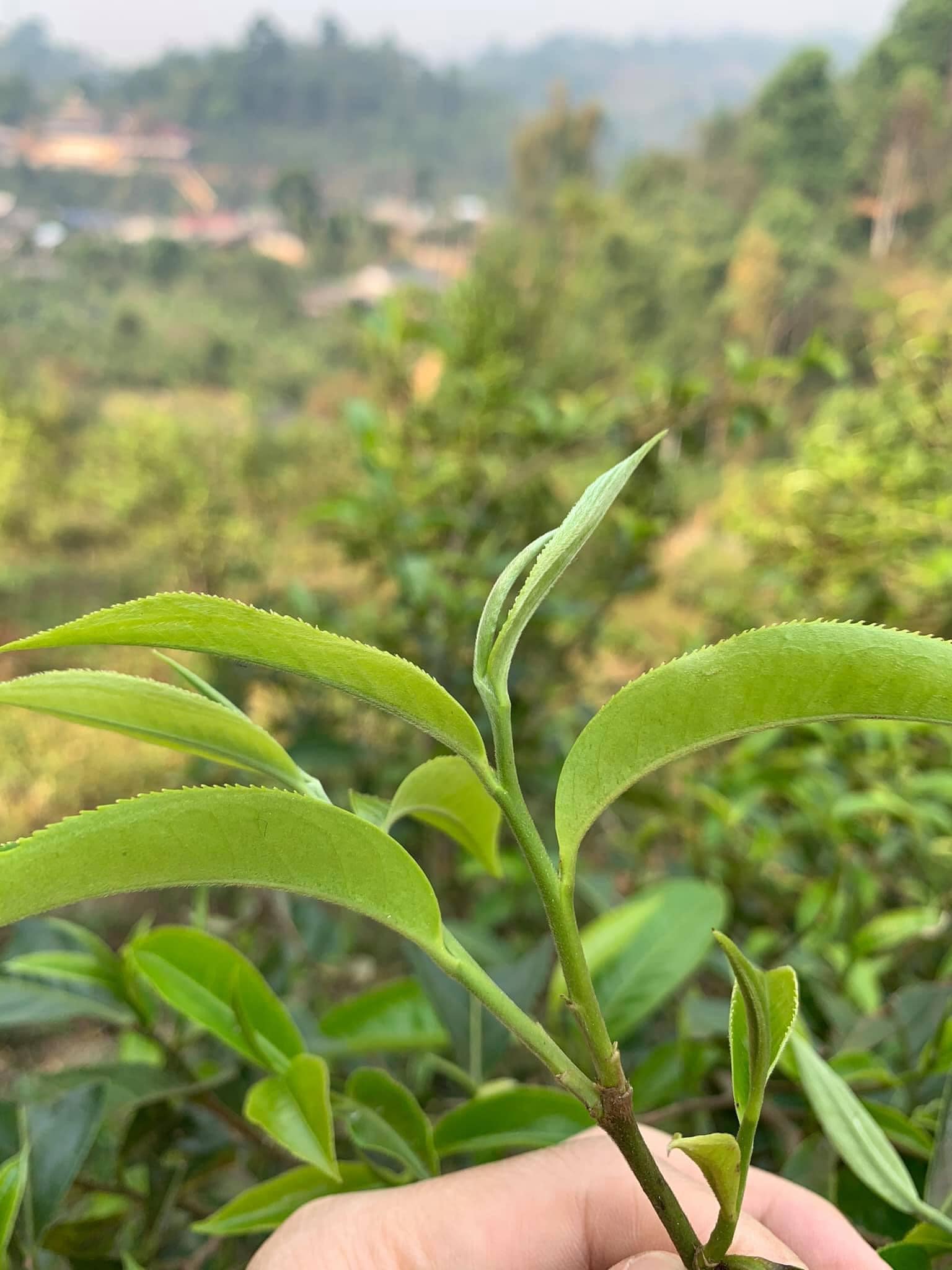 ชาอัสสัม Handmade (แฮนด์เมด) ขนาด 500 กรัม ชาดอยลาง ชาป่าเติบโตตามธรรมชาติ สินค้ามีจำนวนจำกัด !! ชาดำอัสสัม (ใบชาอบแห้ง) จากดอยลาง ASSAM TEA 500 g. ชาออแกร์นิค Doilang Tea กลิ่นหอม รสชาติดี ชาจากธรรมชาติ ของดีในราคามิตรภาพ ใบชาเส้น