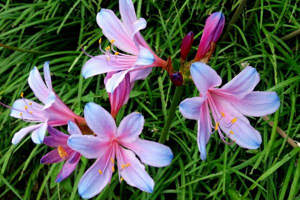 หัวลิลลี่แมงมุมสีฟ้า - Electric Blue Spider Lily (Lycoris Sprengeri) 1 หัว