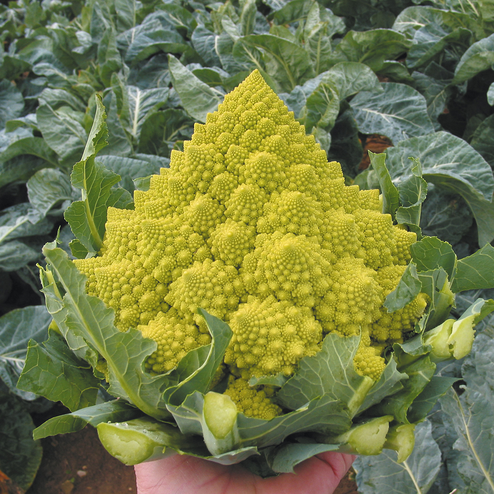 กะหล่ำดอกเจดีย์ - Romanesco Broccoli