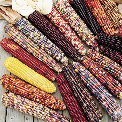 ข้าวโพดสีรุ้ง - Ornamental Indian Corn