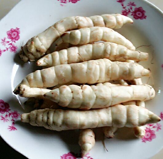 รากถั่วถังเช่า - Stachys geobombycis