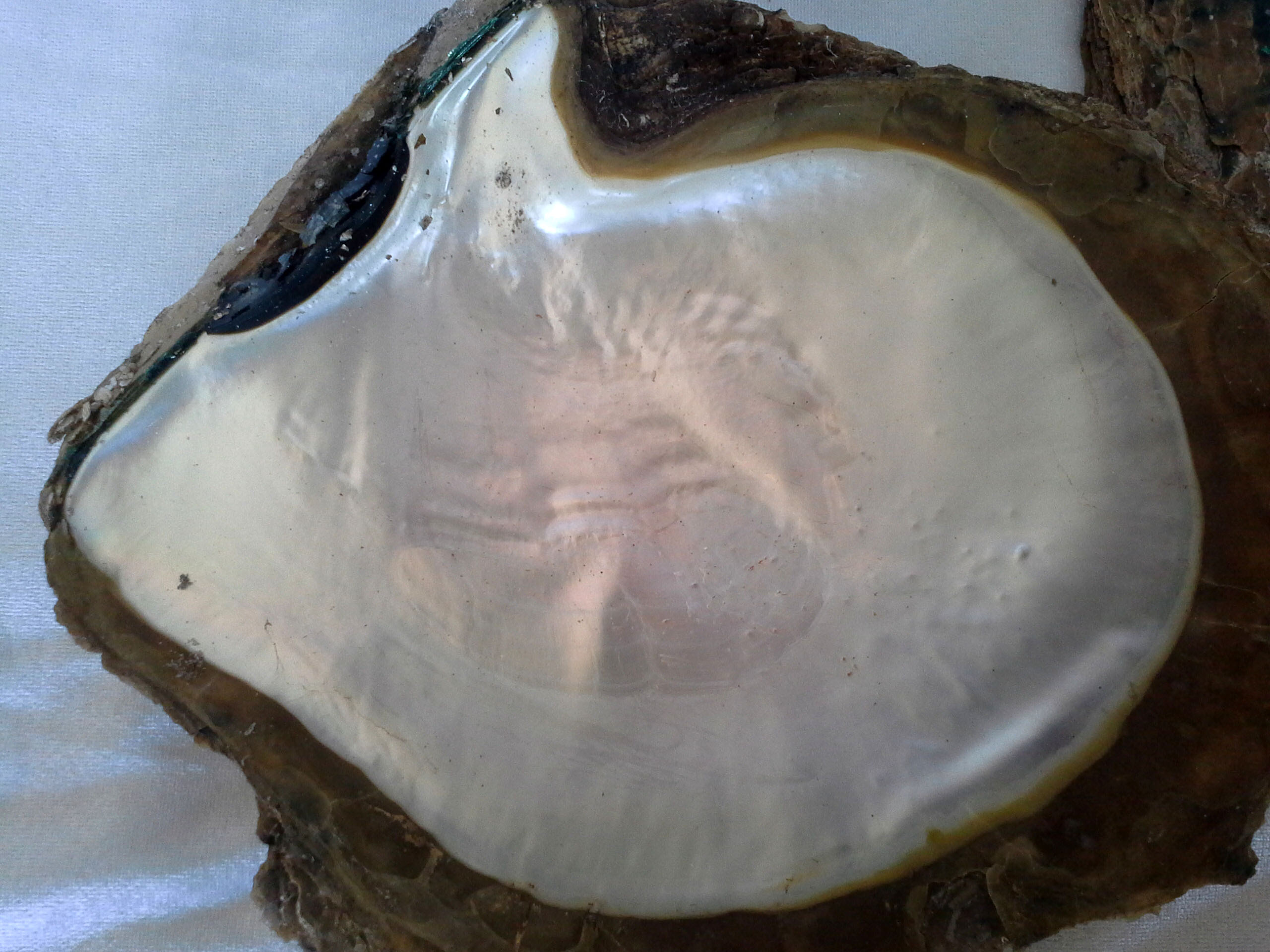 เปลือกหอยมุกชั่งกิโลsize XL