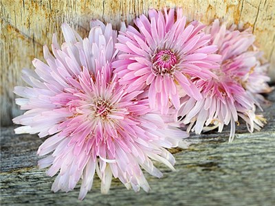 เครพิสสีชมพู - Crepis Rubra