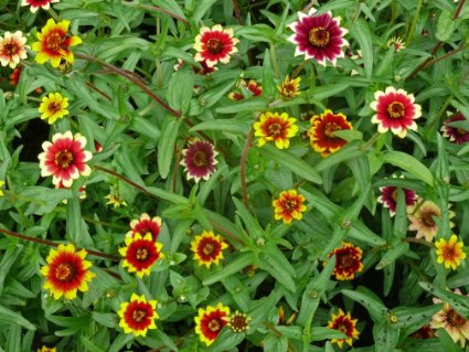 บานชื่นพรมเปอร์เซียคละสี - Mixed Persian Carpet Zinnia