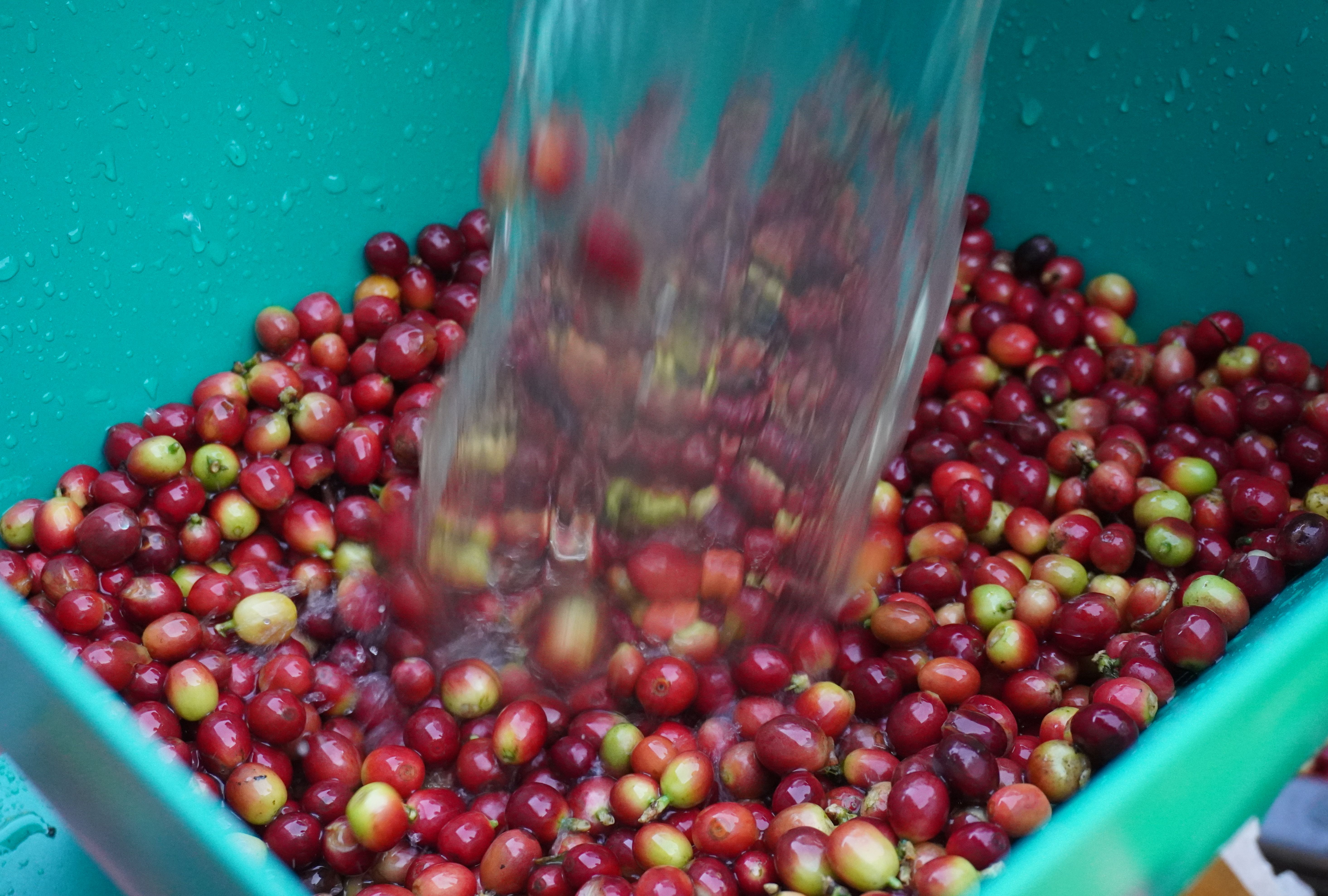 กาแฟบด ผงกาแฟ ขนาด 500 กรัม ชนิดคั่วเข้ม Ground Coffee - Medium Roast 500 g กาแฟอาราบิก้า (Arabica) 100% Shade Grown Coffee ปลูกกาแฟใต้ร่มเงา เมล็ดกาแฟออร์แกนิค ปลูกแบบธรรมชาติ ปลอดสาร จากยอดดอย อ.แม่อาย จ.เชียงใหม่