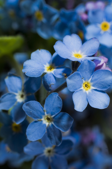 ฟอร์เก็ตมีน็อตสีฟ้า - Blue Forget me not