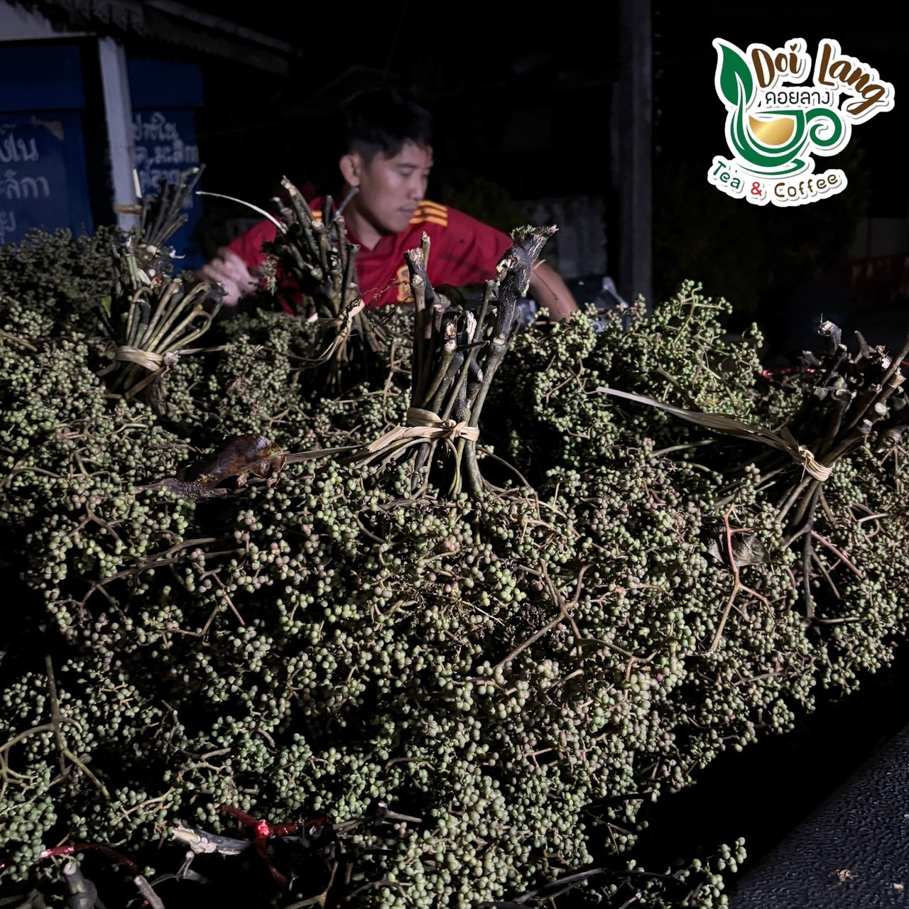 🌿 มะแข่น มะแขว่น 500g (ครึ่งกิโล) มะแขว่นเด็ดก้าน มะแขว่นคนเหนือ ลูกระมาศ หมากมาศ พริกไทยเสฉวน เครื่องเทศลาบ ลาบหมู หลู้ แกงฮังเล น้ำพริกอ่อง ไส้อั่ว เครื่องเทศเมืองเหนือ ของดีเชียงใหม่ ราคาส่ง | Zanthoxylum 500g Sichuan Pepper Thai Spice Larb Han