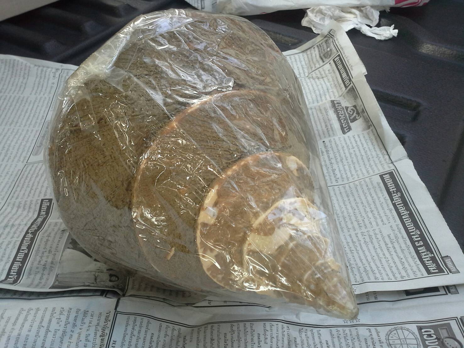 หอยสังข์ตัวใหญ่แบบไม่ขัดธรรมชาติ