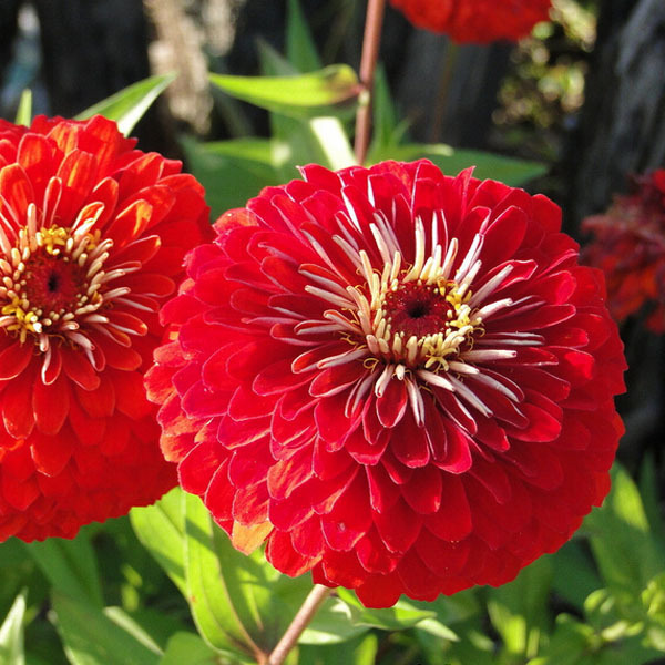 บานชื่นสีแดงคละชนิด - Red Cherry Queen Zinnia
