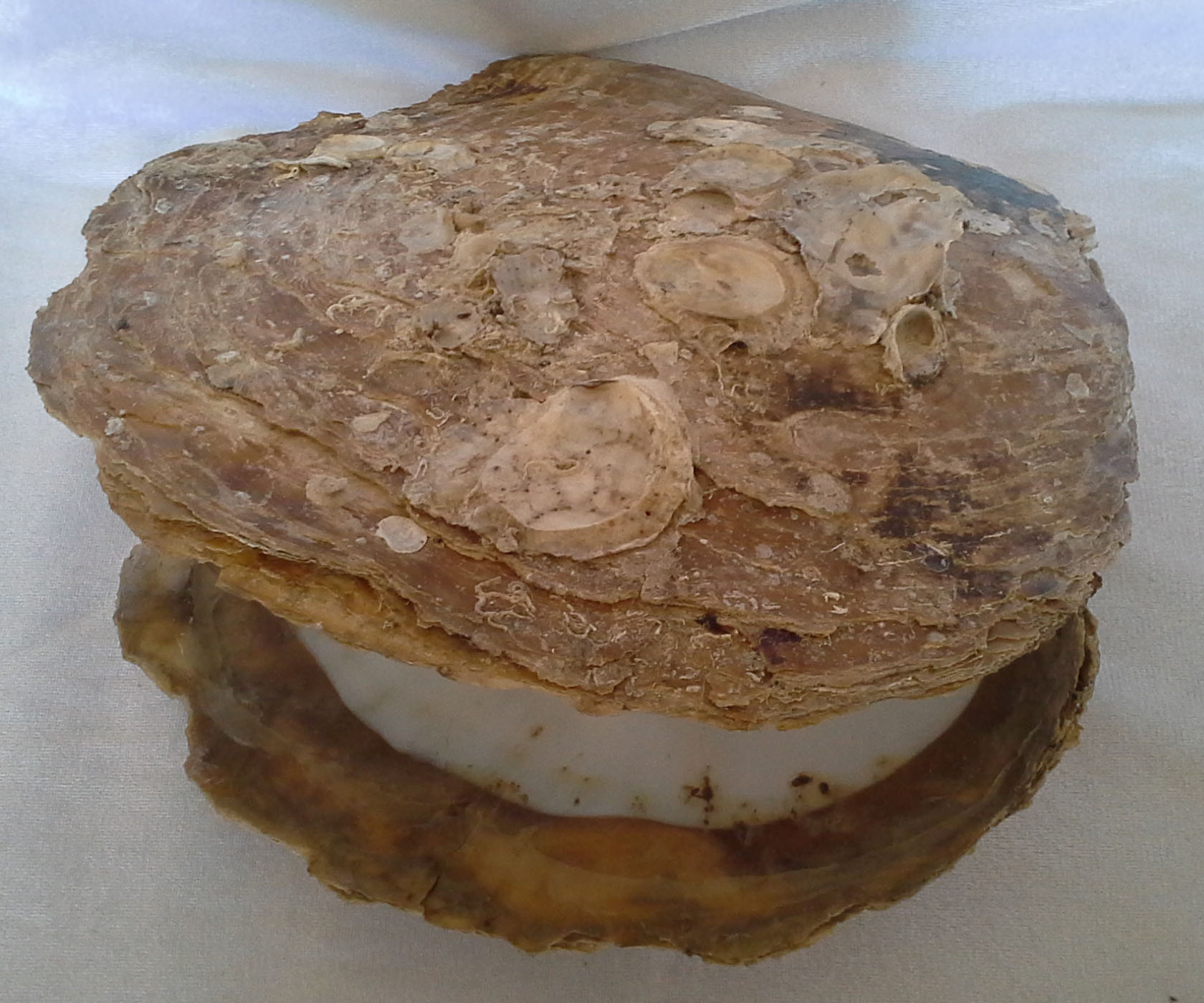 เปลือกหอยมุกชั่งกิโลsize XL