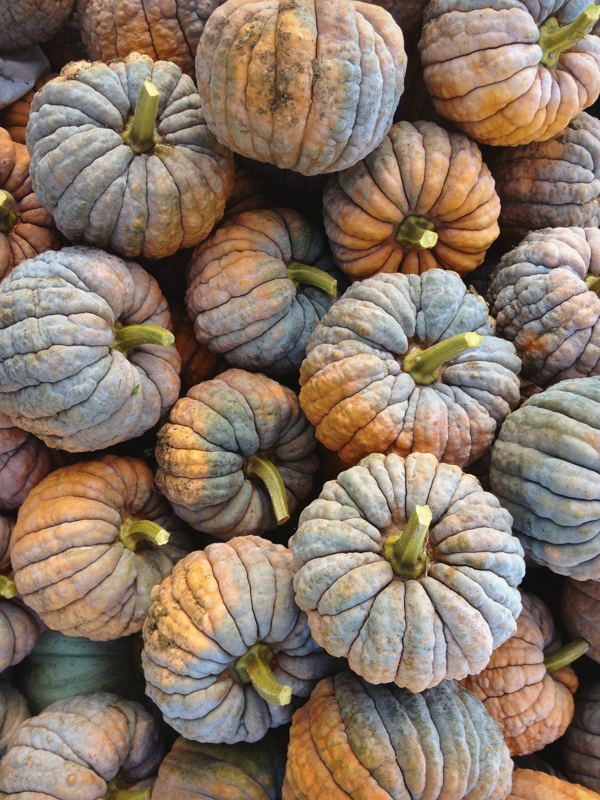 ฟักทองญี่ปุ่นแบล็กฟุตสึ - Black Futsu Squash