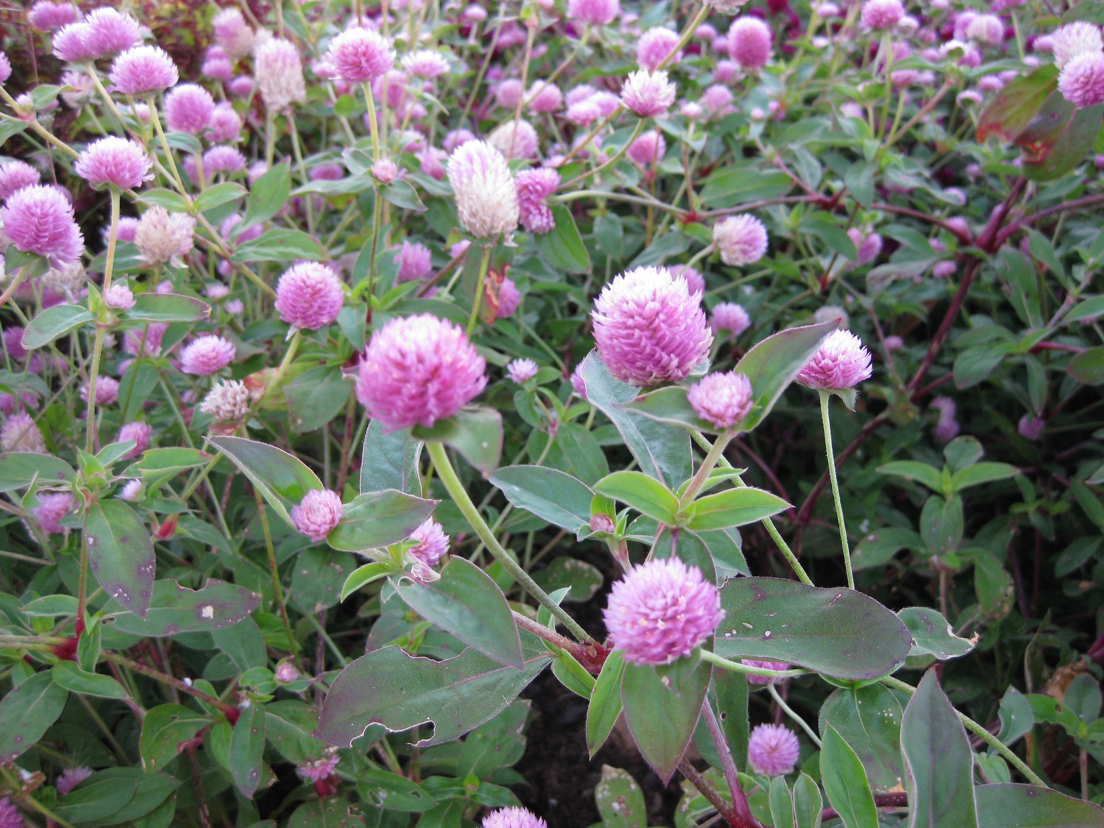 บานไม่รู้โรยสีชมพู - Pink Gomphrena
