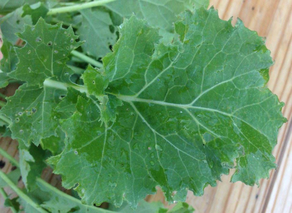 เคลพรีเมียร์ (ปูเล่ฝรั่ง) - Premier Kale