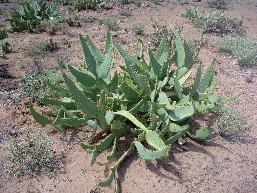 พริคลี่แพร์ลิ้นวัว - Opuntia Engelmannii