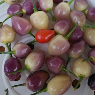 พริกเชอรี่จีนประดับ - Chinese Cherry Ornamental Pepper
