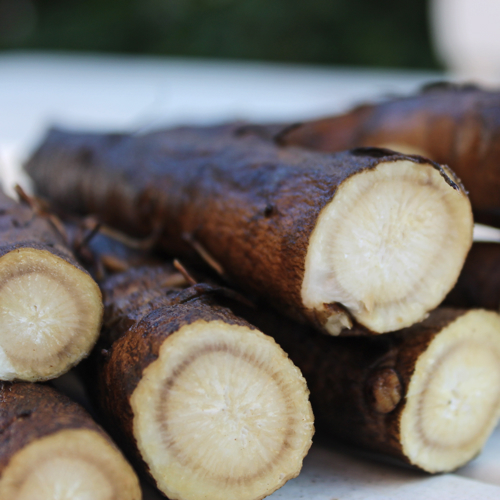 โกโบ - Gobo Root