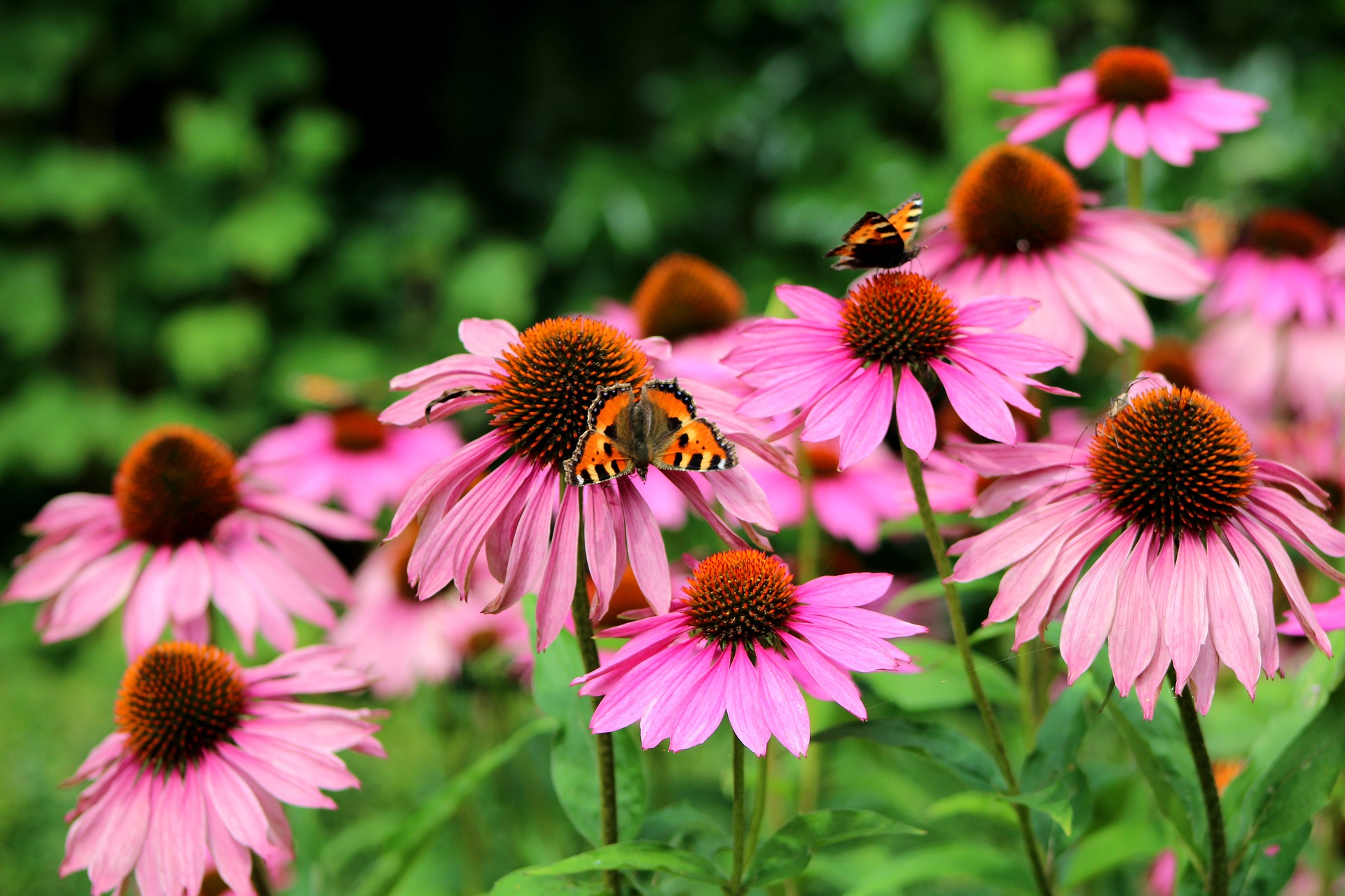 เอ็กไคนาเซีย - Echinacea (Echinacea purpurea)