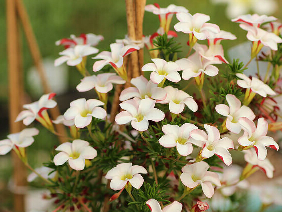 ผีเสื้อราตรีแคนดี้แคน - Oxalis Candy Cane 3 หัว