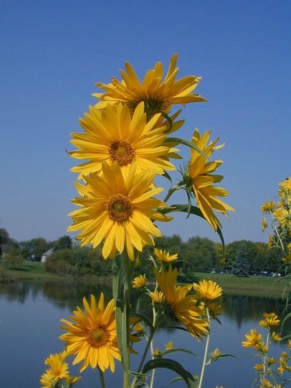 ทานตะวันเม็กซิมิเลี่ยน - Maximilian Sunflower (ทานตะวันดอกดก)