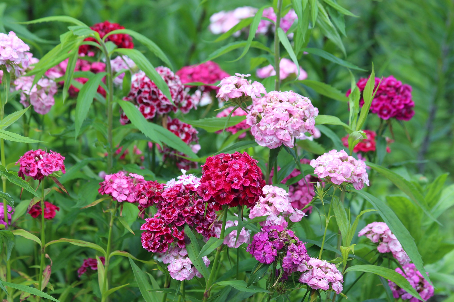 สวีทวิเลี่ยมคละสี - Mixed Sweet William (Dianthus barbatus) (ดอกไม้กินได้)