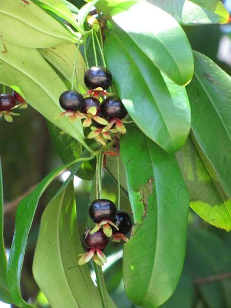 ต้นเชอรี่บราซิล - Brazil Cherry (Eugenia Brasiliensis)