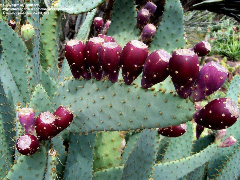 พริคลี่แพร์ลิ้นวัว - Opuntia Engelmannii