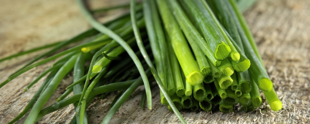 ต้นหอมฝรั่ง (ไชว์ส) - Chives