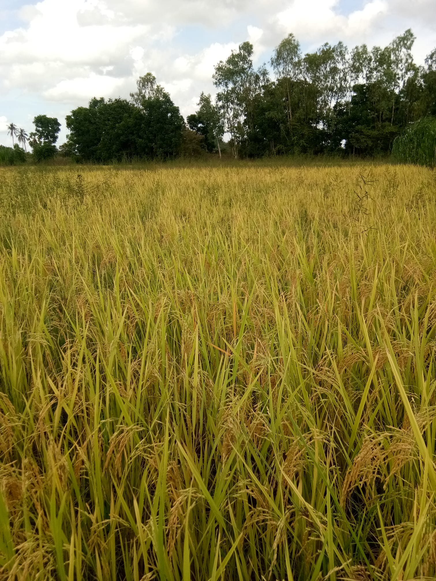 ข้าวญี่ปุ่นโคชิฮิคาริ - Koshihikari Japanese Rice