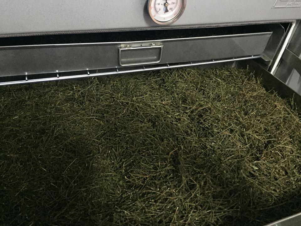 ชาเจียวกู่หลาน ขนาด 500 กรัม (ครึ่งกิโลกรัม) ราคานี้คุ้มสุด ๆ ชาออแกร์นิค เจียวกู่หลาน ปลอดสารเคมี Jiaogulan (Gynostemma pentaphyllum) ชาสมุนไพรแห่งชาติปี 2548