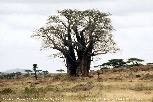 เบาบับ - Baobab (Adansonia)