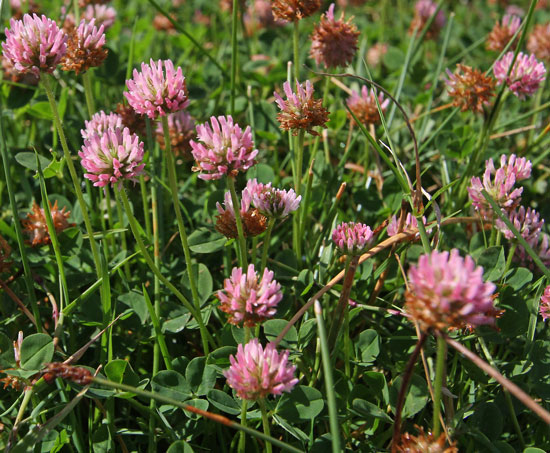 โคลเวอร์สตรอว์เบอร์รีปาเลสไตน์ - Strawberry Palestine Clover