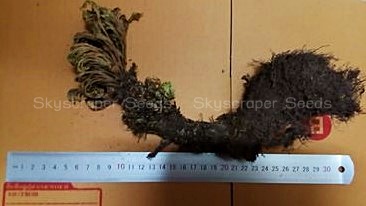 กุหลาบแวมไพร์ - Rose of Jericho (แบบต้น)