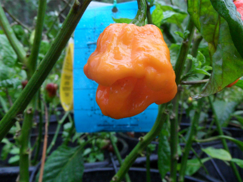 พริกจาไมก้าสก็อตบอนเนทสีส้ม - Orange Jamaican Scotch Bonnet Pepper