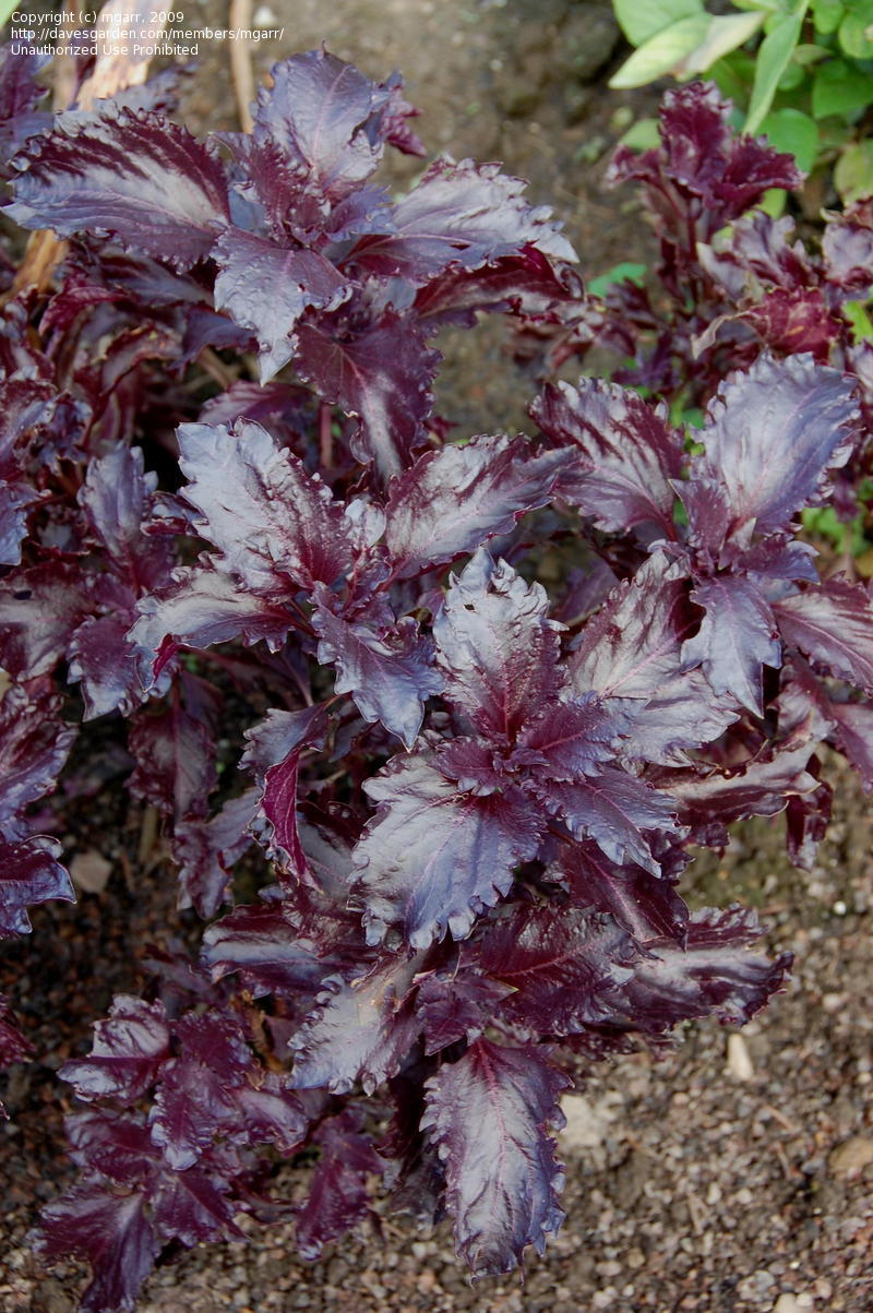 โหระพารัฟเฟิลสีม่วง (ใบหยัก) - Purple Ruffles Basil